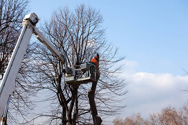 How Our Tree Care Process Works  in  Palmyra, MO